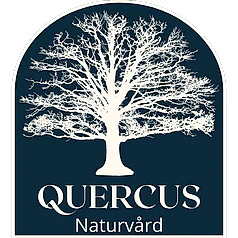 Logotype quercus